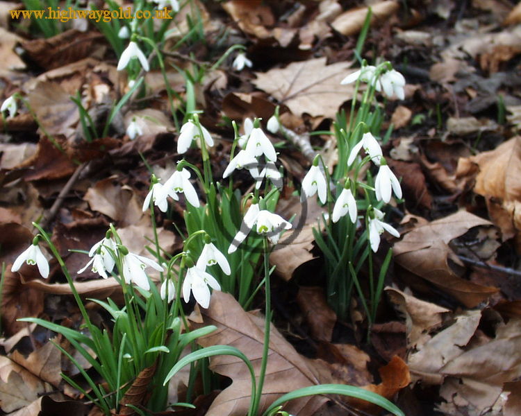 Snowdrops