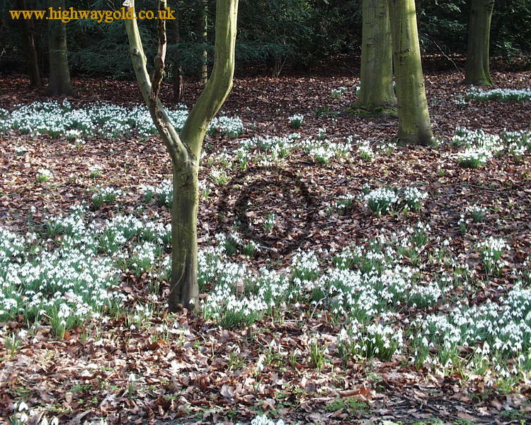 Snowdrop wood