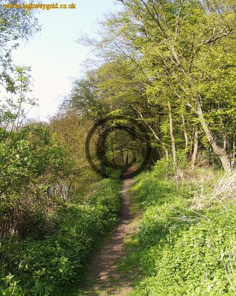 Woodland
