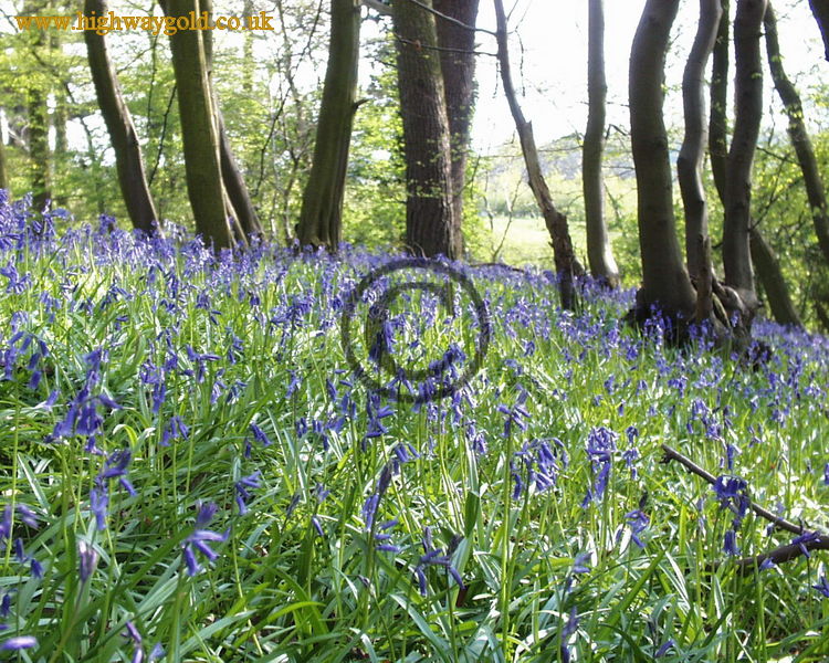 Hyacinthoides non-scripta