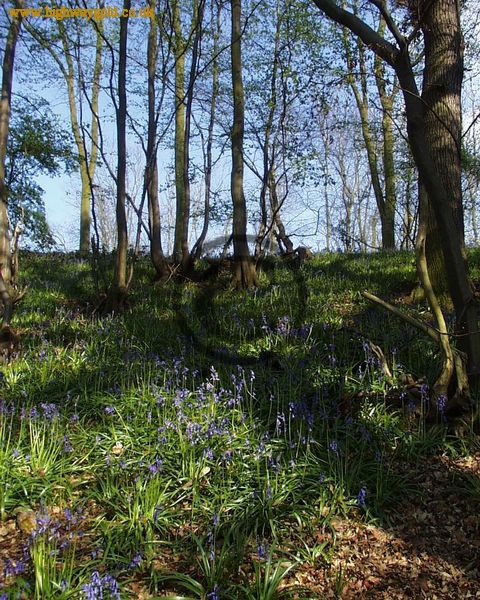 Hyacinthoides non-scripta