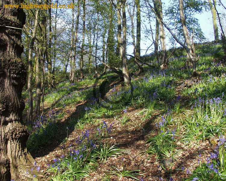 Bluebells in the wood