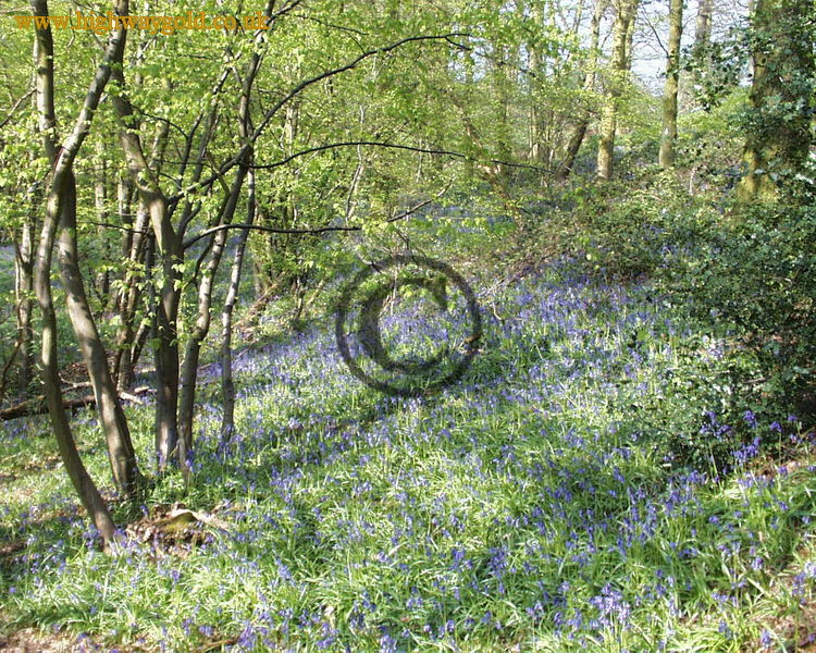 Bluebell Woods
