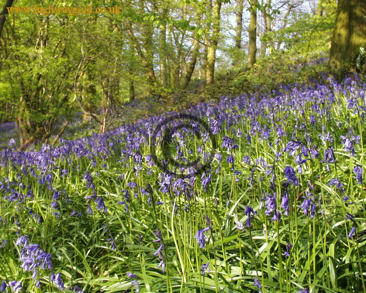 Bluebell Woods