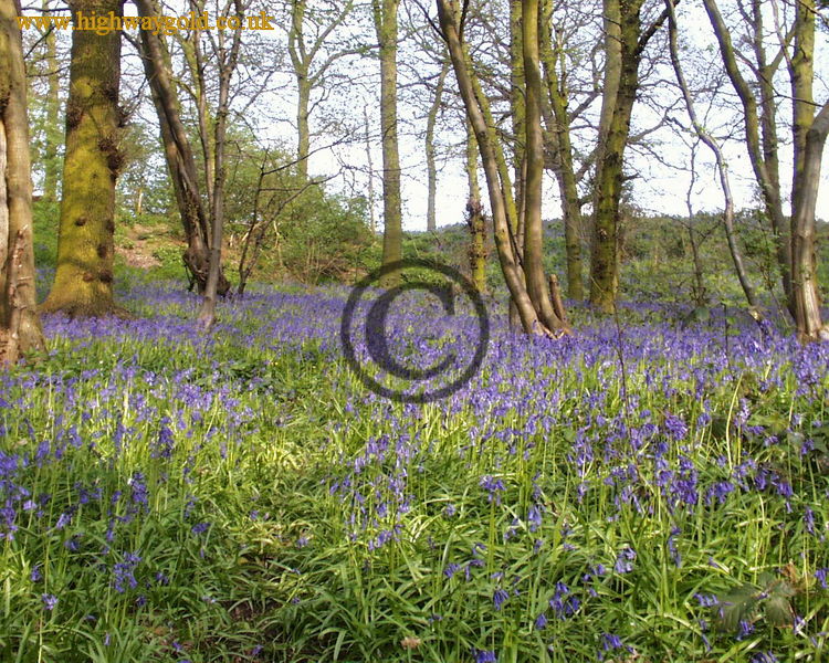 Bluebell Woods