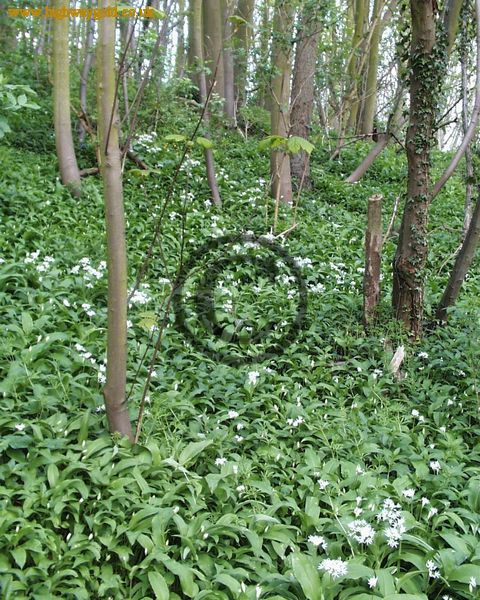 Garlic growing beneath the trees.