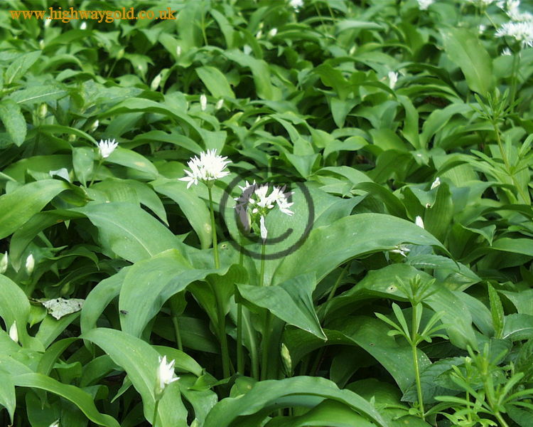 Allium ursinium