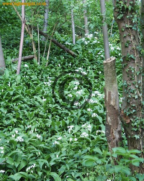 Woodland