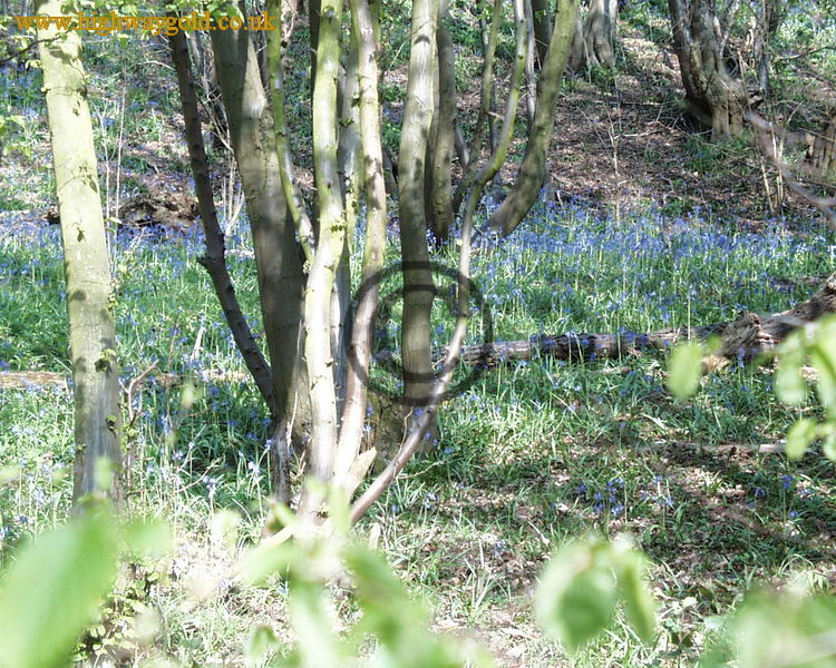 Woodland