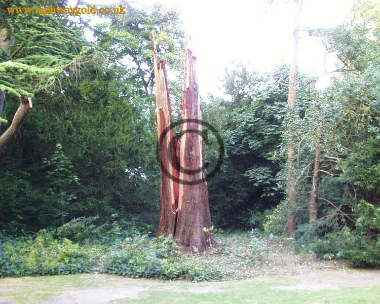 Giant Redwood hit by lighning