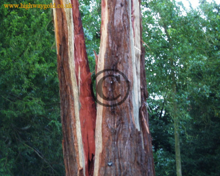 Giant redwood struck by lightning