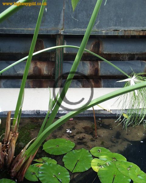 Papyrus stems