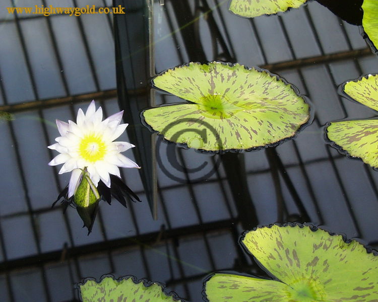 Nymphaea 'Green Smoke'