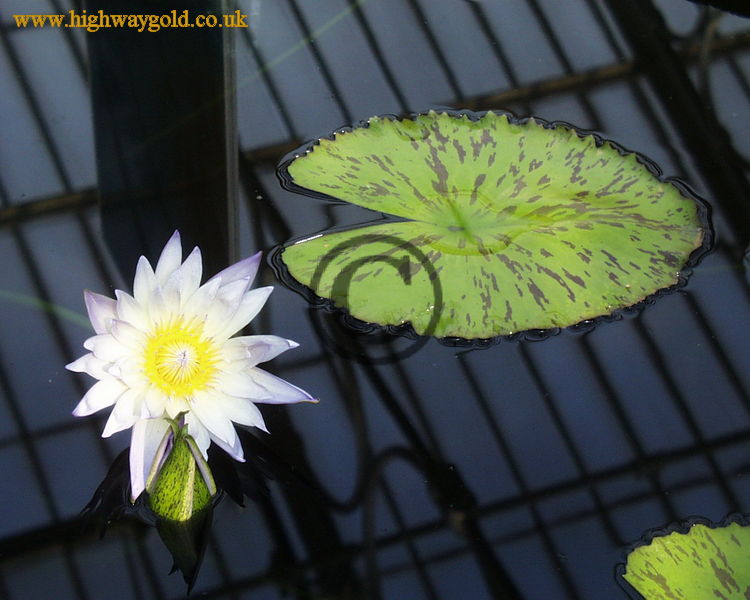 Nymphaea 'Green Smoke'