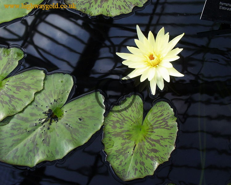 Nymphaea 'Eldorado'