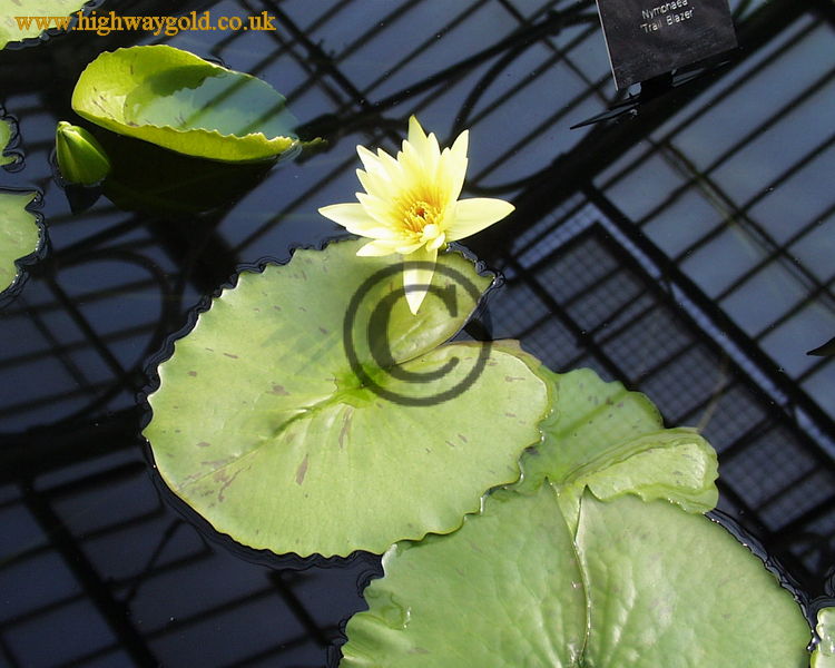 Nymphaea 'Trail Blazer'