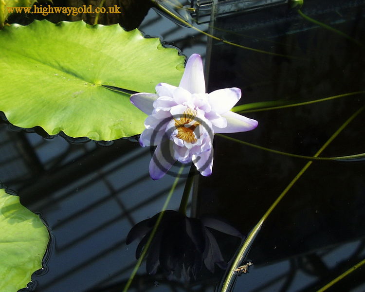 Nymphaea 'Gigantea'