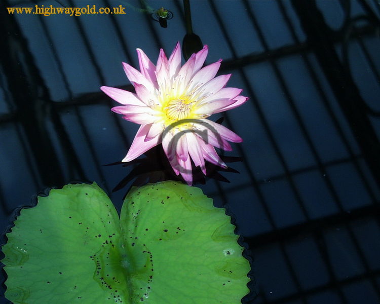 Flowering Waterlily
