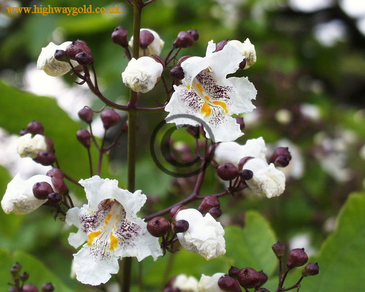Indian Bean Tree flowers