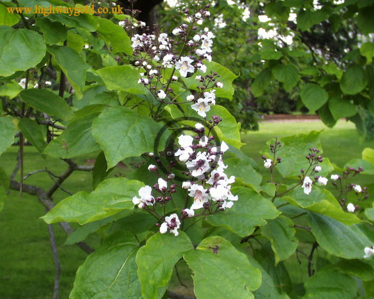 Catalpa bignonioides