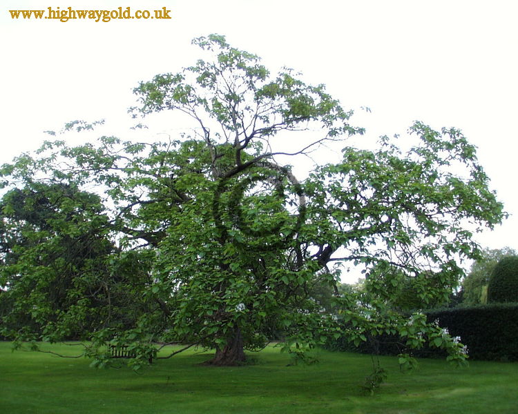 Catalpa bignonioides