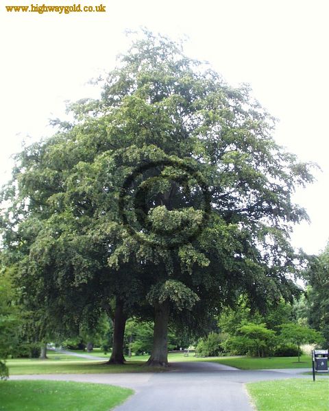 Fagus sylvatica