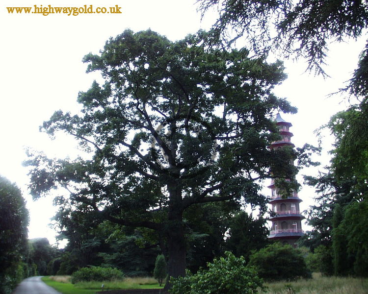 Quercus rubra