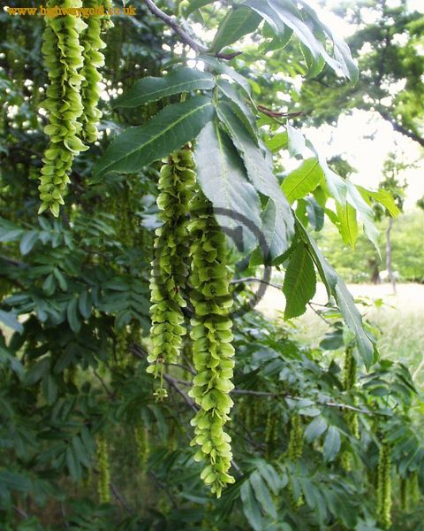 Pterocarya x rehderiana