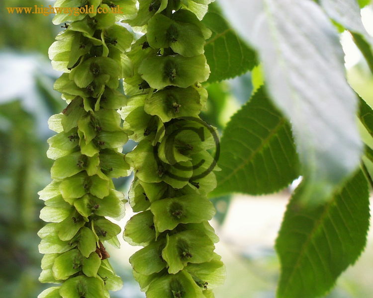 Pterocarya x rehderiana