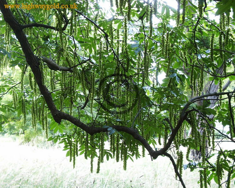 Pterocarya x rehderiana