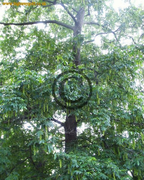 Pterocarya x rehderiana