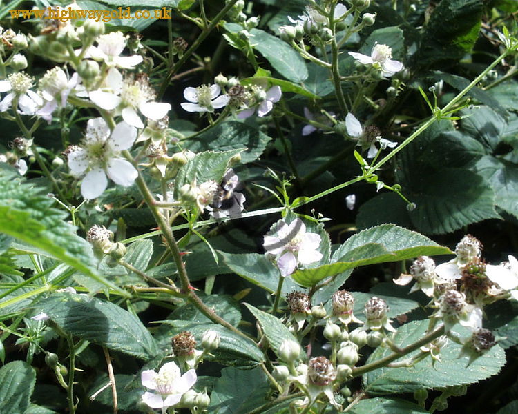 Blackberry flowers