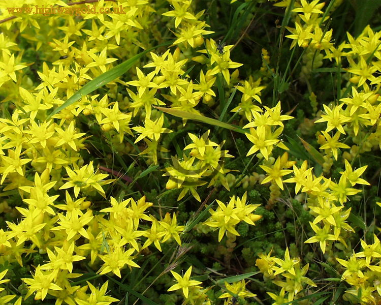 Sedum acre