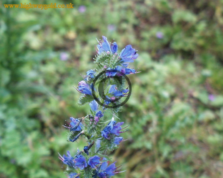 Echium vulgare