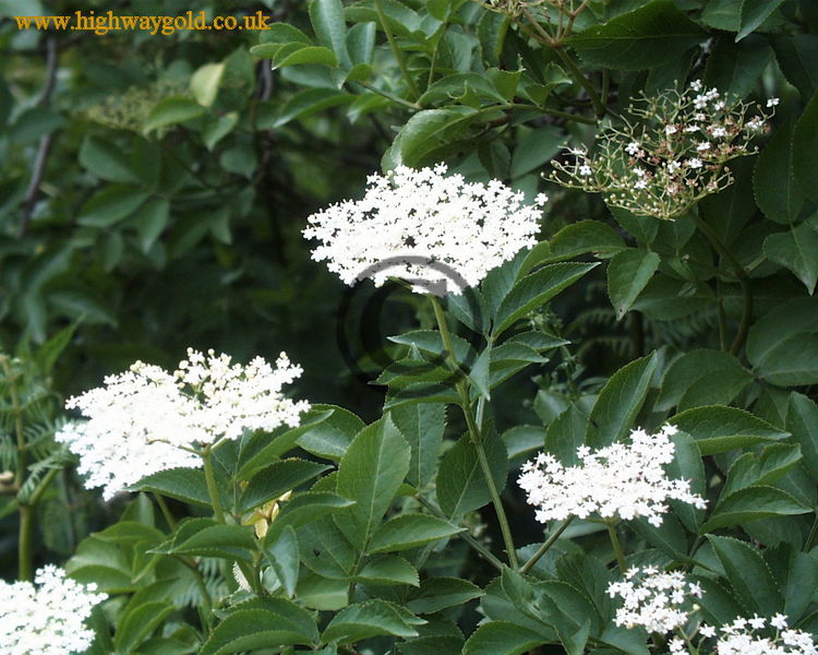 Elderberry Flowers