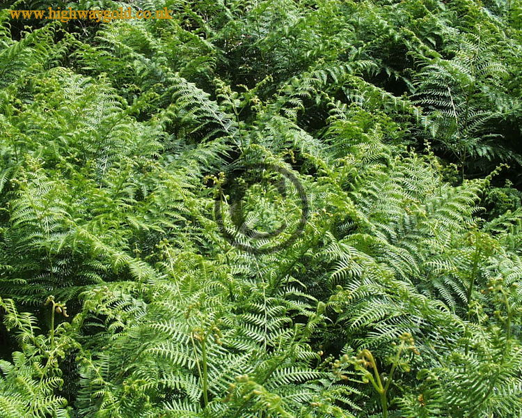 Ferns