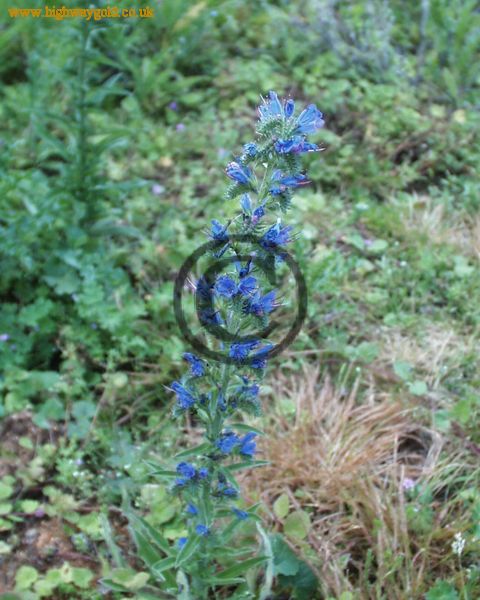Echium vulgare