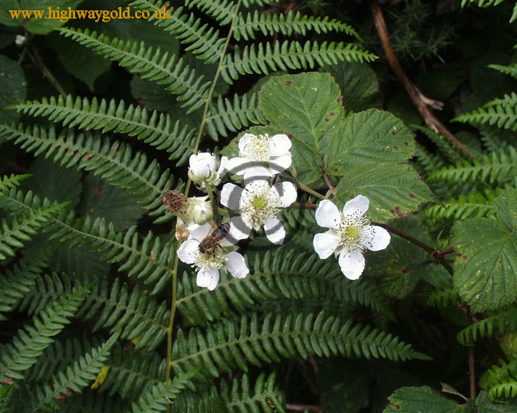 Honey Bee on the Bramble Flowers