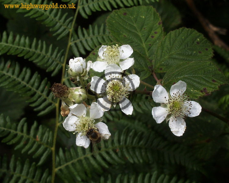 Bramble Flowers