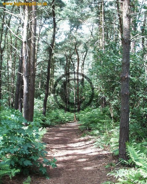 Woodland