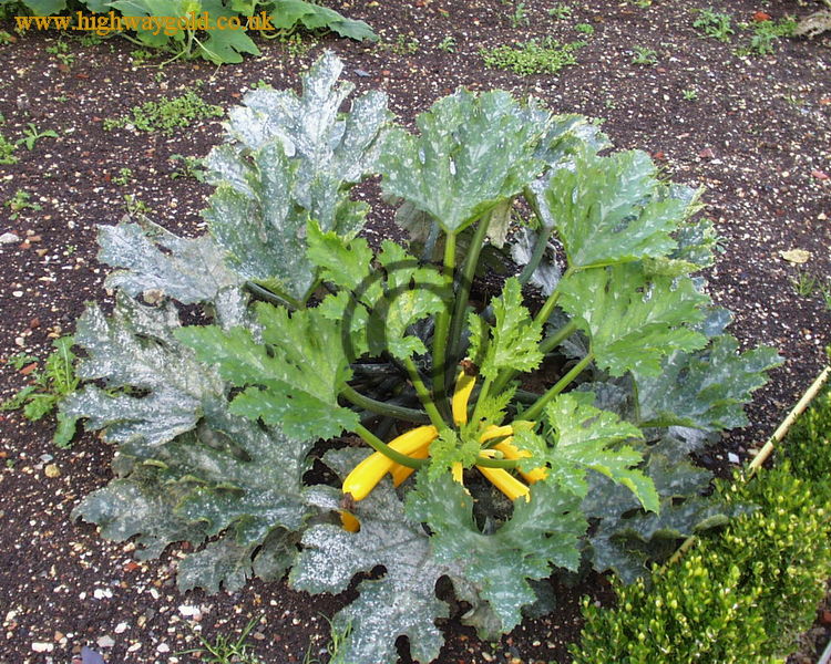 Walled Garden