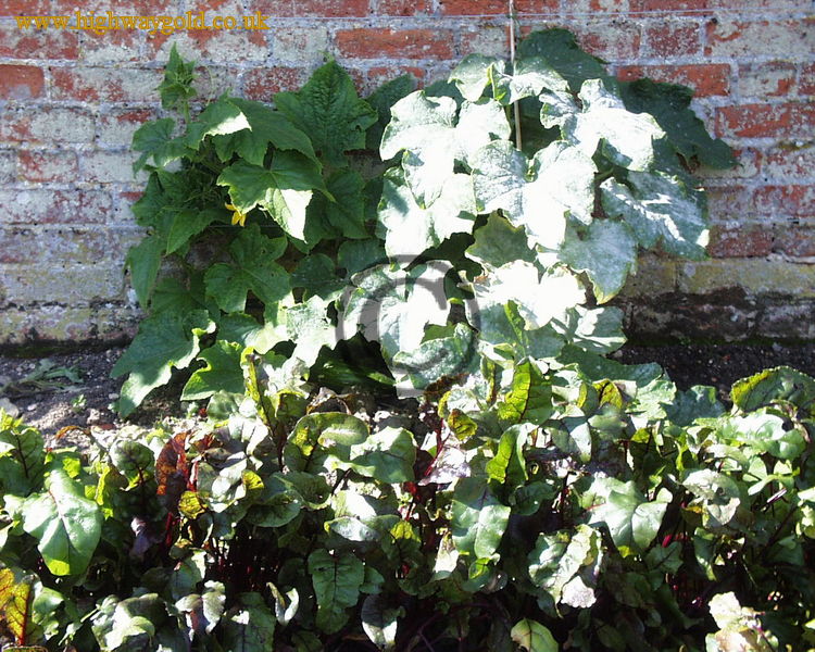 Walled Garden