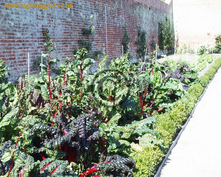 Rhubarb