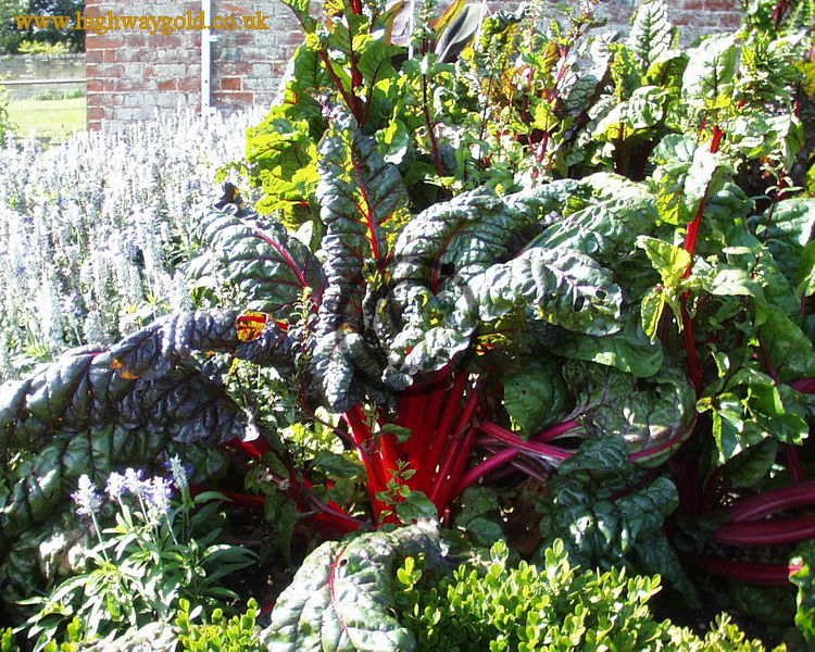 Walled Garden