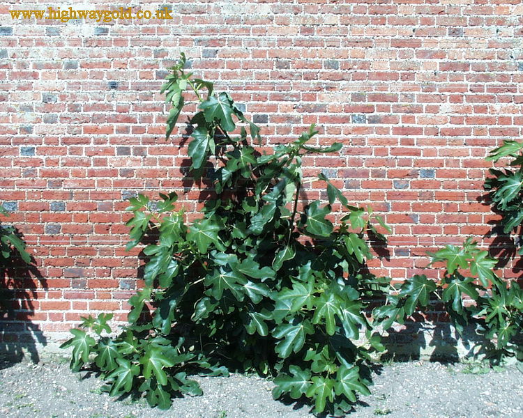 Walled Garden