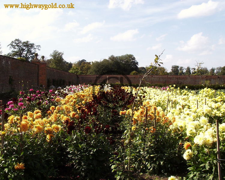 Dahlia Beds