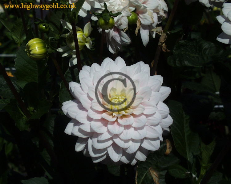 Walled Garden