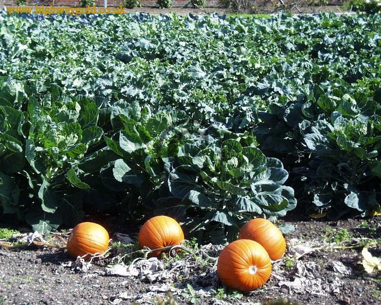 Pumpkins and Cabbages