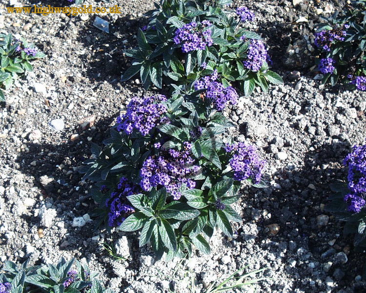 Walled Garden