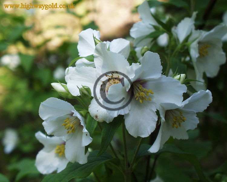 Fairhaven Water Garden